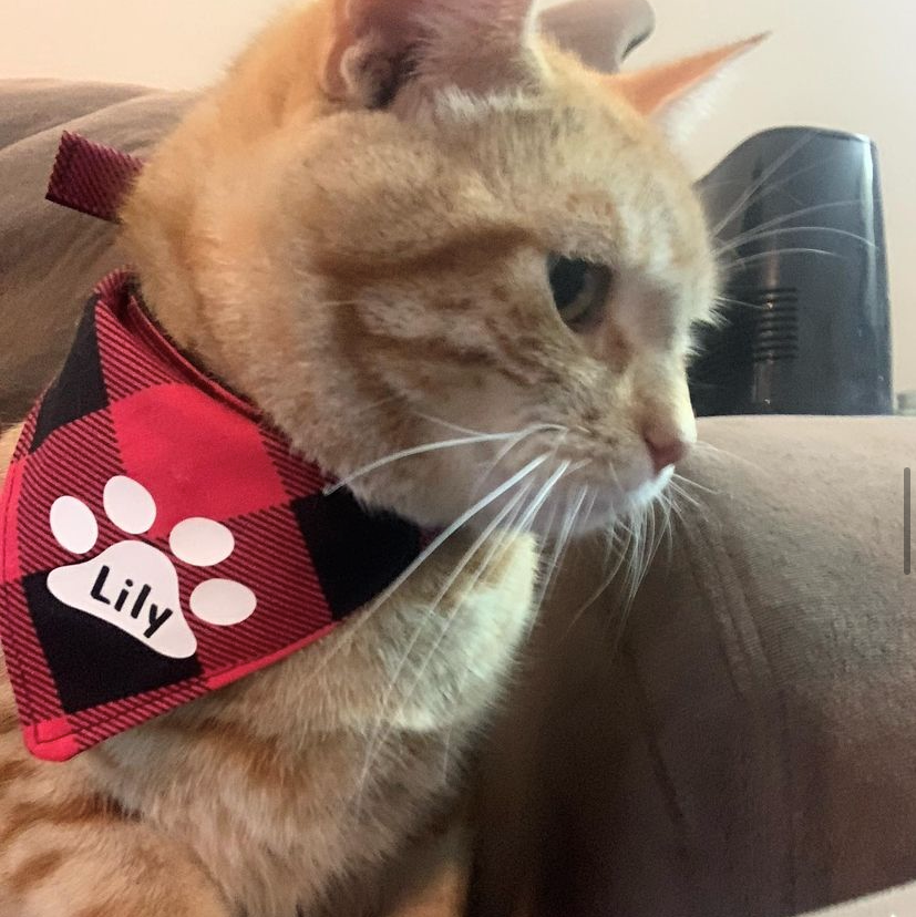 Christmas Dog and Cat Bandana