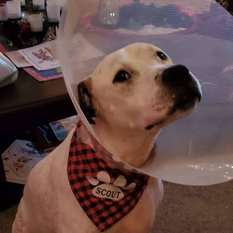 Christmas Dog and Cat Bandana