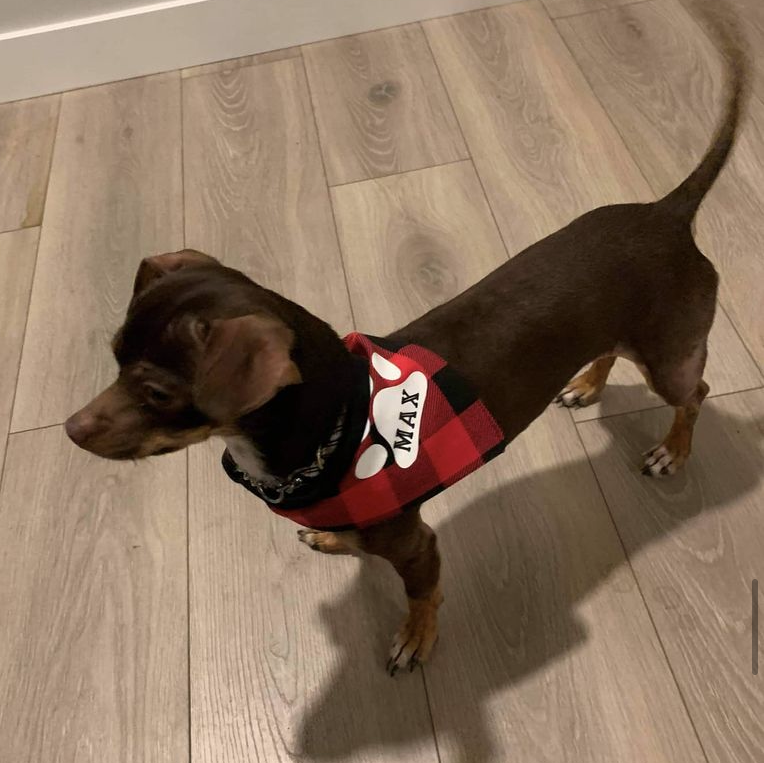 Christmas Dog and Cat Bandana