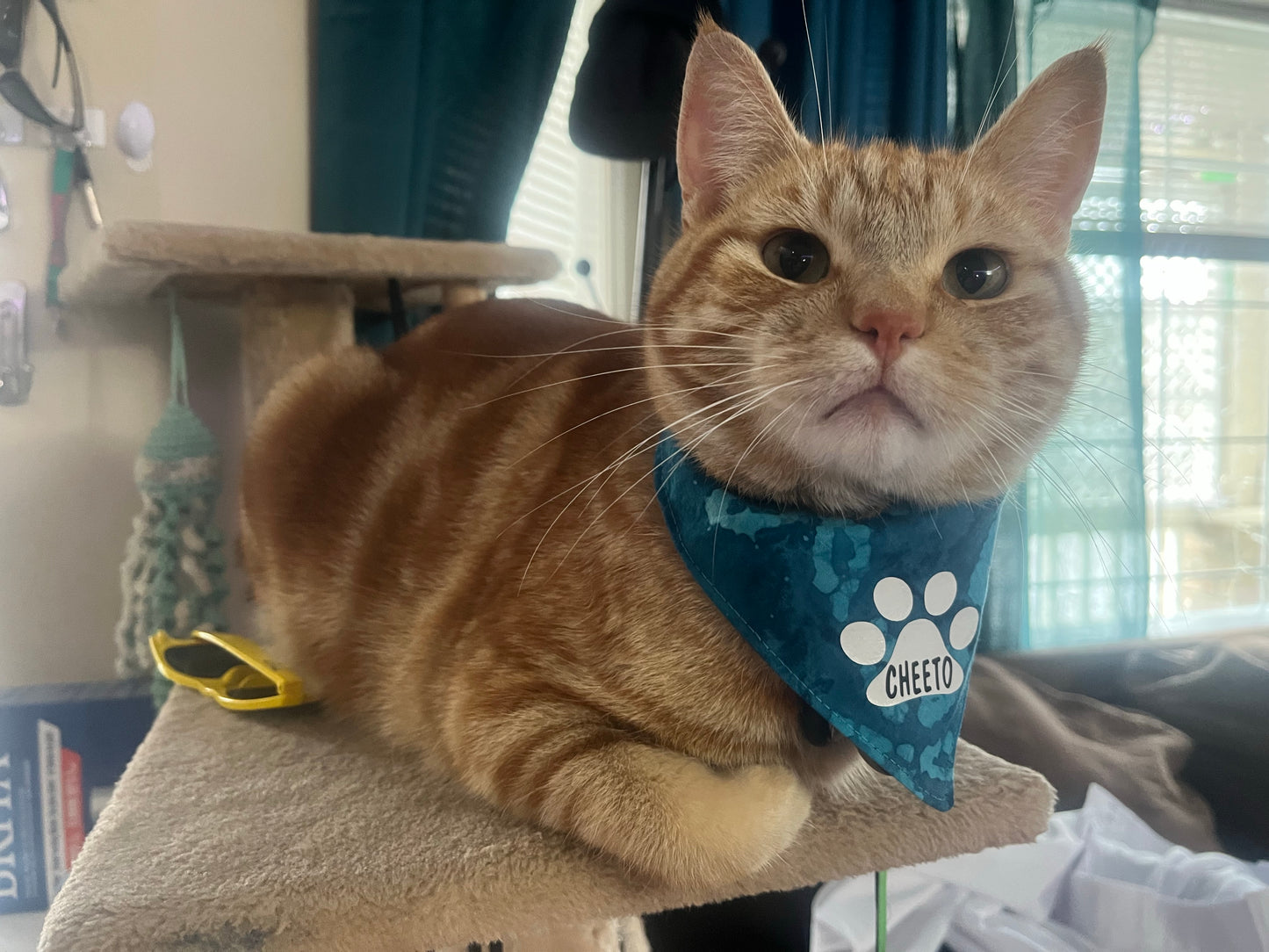 Dog Bandanas