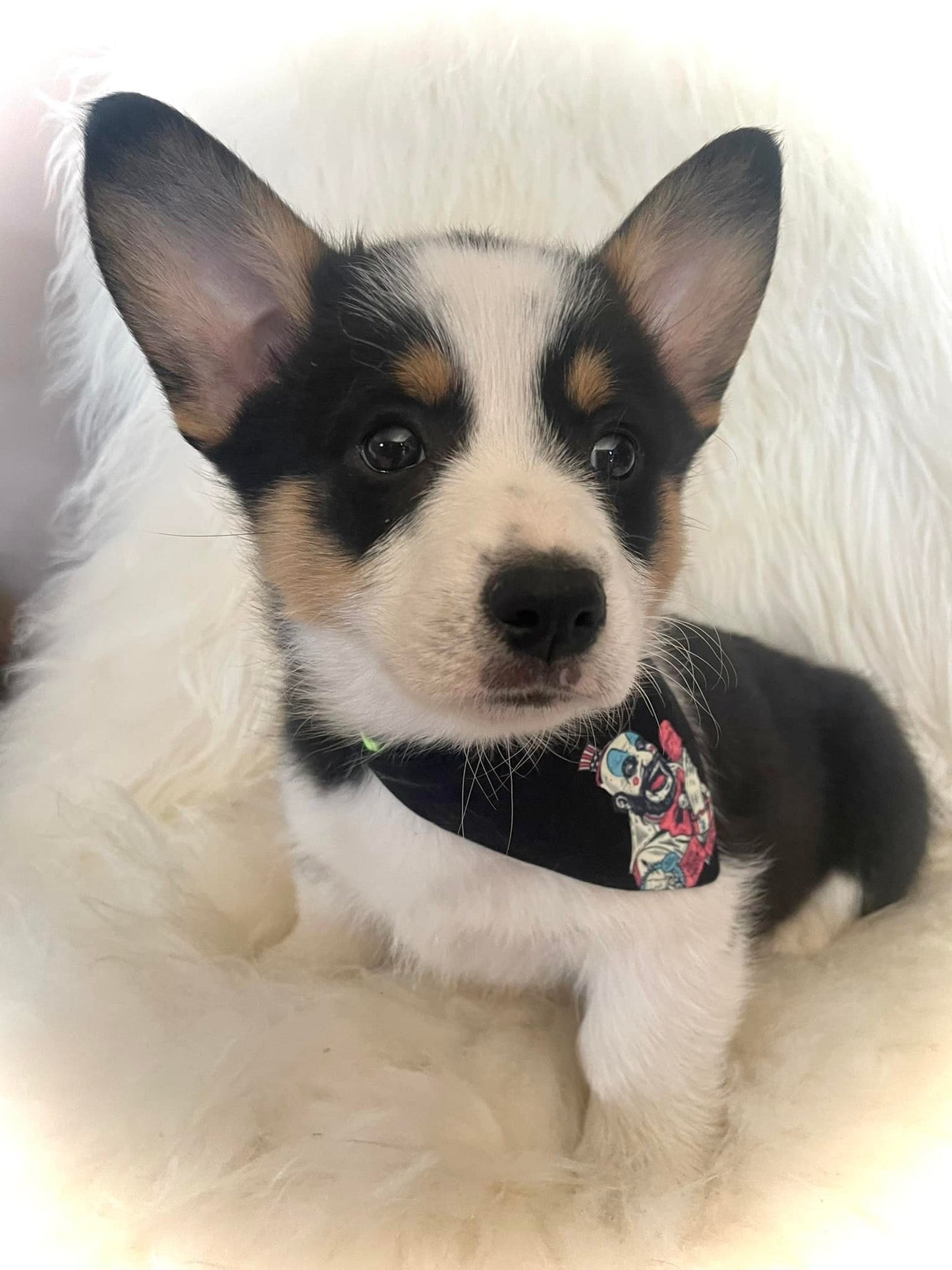 Dog Bandanas