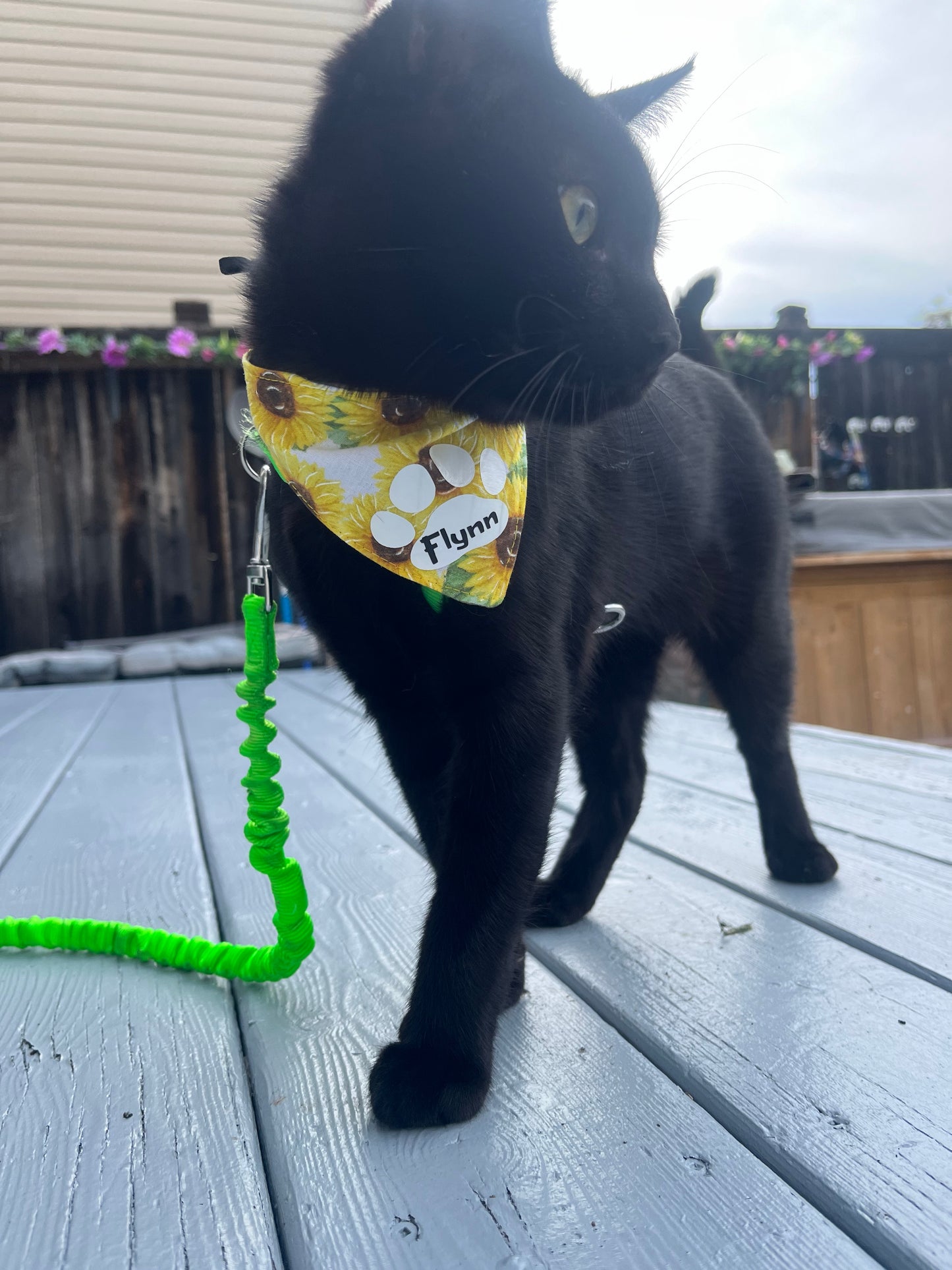 Summer Dog Cat Bandana