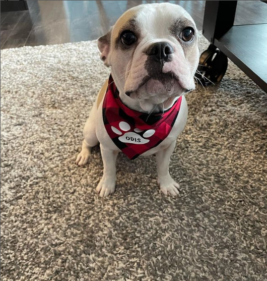 Christmas Dog and Cat Bandana